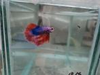 Betta splendens super delta kempvis man, Vis, Zoetwatervis
