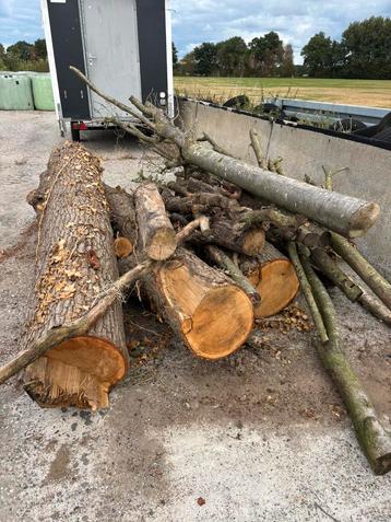 Brandhout. Stammen hout haardhout. beschikbaar voor biedingen