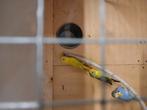 Grasparkiet kleurgrasparkiet blackwing, Dieren en Toebehoren, Vogels | Parkieten en Papegaaien, Geslacht onbekend, Parkiet