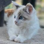 Sibeer x mainecoon, Dieren en Toebehoren, Katten en Kittens | Raskatten | Langhaar, Meerdere dieren