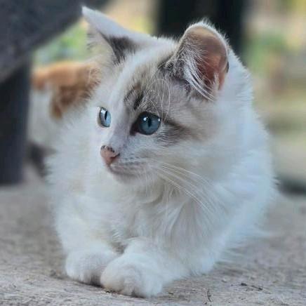 Sibeer x mainecoon, Dieren en Toebehoren, Katten en Kittens | Raskatten | Langhaar, Meerdere dieren