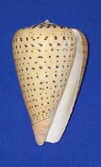 schelpen, Conus betulinus, Ophalen of Verzenden, Schelp(en)