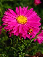 Roze Aster zaden, Ophalen of Verzenden, Voorjaar, Volle zon, Zaad