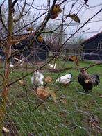 Gratis wyandotten haantjes ,, Dieren en Toebehoren, Mannelijk, Kip