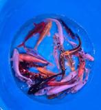Mix Koi - Koi karper 20 / 30 cm bij Koidreams in Valburg, Karper of Koi