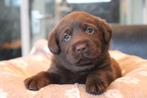 Lieve Bruine Labrador pups met FCI Stamboom!, Dieren en Toebehoren, Nederland, CDV (hondenziekte), 8 tot 15 weken, Labrador retriever