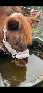 Eskadron halster bont maat Pony, Dieren en Toebehoren, Ophalen of Verzenden, Zo goed als nieuw, Overige soorten