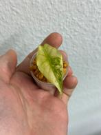 Alocasia Nairobi Nights Variegata, Ophalen of Verzenden, Halfschaduw, Minder dan 100 cm