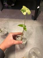 Alocasia Varigata Kamerplant, Overige soorten, In pot, Minder dan 100 cm, Groene kamerplant