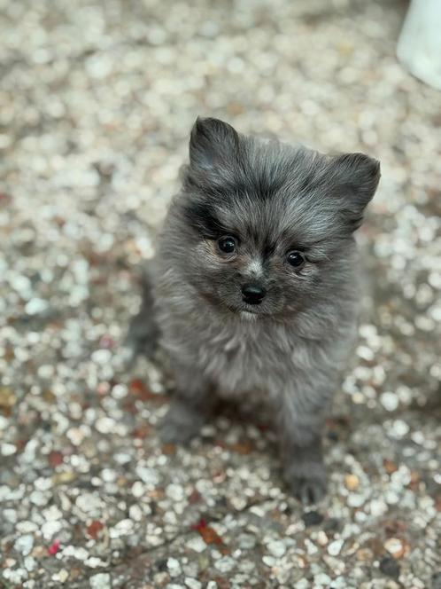 Lieve pups opzoek naar gouden mandje met liefde volle gezin, Dieren en Toebehoren, Honden | Poolhonden, Keeshonden en Oertypen