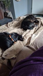 honden uitlater m/v, Ophalen