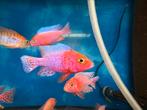 Aulonocara Firefish 10-12 cm ****NIEUW****, Dieren en Toebehoren, Vis