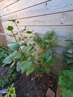 Sering boompje te koop, Tuin en Terras, Volle zon, Lente, Minder dan 100 cm, Overige soorten