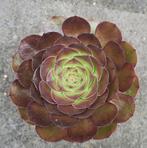 Aeonium Matcha Cake (groot), Huis en Inrichting, Vetplant, Ophalen of Verzenden, Minder dan 100 cm, Bloeiende kamerplant