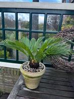 Mooie cycas  revoluta (Sagopalm) in terracottapot, Ophalen, Overige soorten, Volle zon