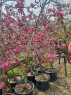 RedLove Appelbomen, groot en klein, Lente, In pot, Ophalen of Verzenden, Appelboom