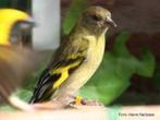Zwartkopsijs, Dieren en Toebehoren, Vogels | Overige Vogels, Meerdere dieren, Tropenvogel, Geringd