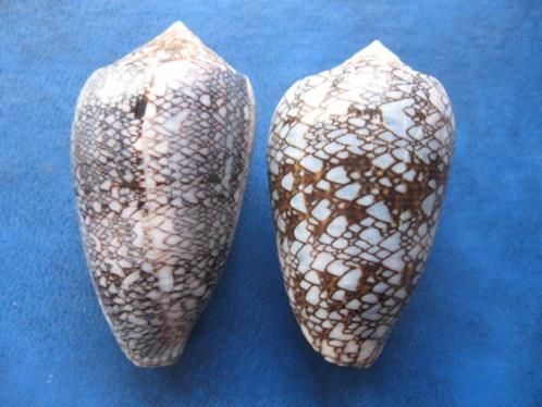 Schelpen: Conus textile archiepiscopus H (blauw) gem 41-46mm, Verzamelen, Mineralen en Fossielen, Schelp(en), Verzenden