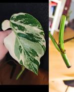 Monstera variegata stek, Huis en Inrichting, Kamerplanten, Ophalen, Halfschaduw, Minder dan 100 cm