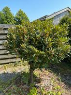 Sierboom/bolboom, Laurier (ophalen in Delfzijl), Tuin en Terras, Planten | Bomen, Volle zon, Ophalen of Verzenden, Bolboom, 100 tot 250 cm