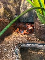 Niet giftige rattenslang. Zo snel mogelijk ophalen., Dieren en Toebehoren, Reptielen en Amfibieën, Slang, 3 tot 6 jaar