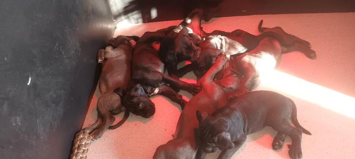 Mooie CANE CORSO puppies, Dieren en Toebehoren, Honden | Bulldogs, Pinschers en Molossers, Meerdere dieren, Overige rassen, Particulier