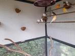 Te koop bonte diamantduif man., Dieren en Toebehoren, Vogels | Duiven, Mannelijk, Overige soorten