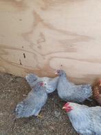 Wyandotte hennen, Dieren en Toebehoren, Pluimvee, Meerdere dieren, Kip