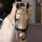 Fantastische 18 jarige lupicor merrie., Dieren en Toebehoren, Paarden, Merrie, Dressuurpaard, 160 tot 165 cm, 11 jaar of ouder