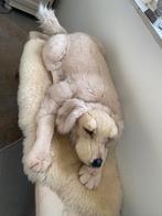 Hond elektrisch beweegt kop en staart, Ophalen, Nieuw