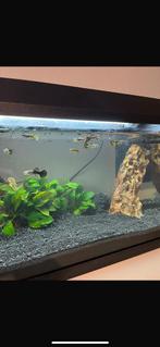 Jonge guppy’s, Dieren en Toebehoren, Ophalen, Nieuw, Plant(en), Steen of Hout