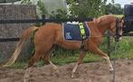 Training / zadelmak maken / verkoop, Diensten en Vakmensen, Dieren | Paarden | Verzorging, Oppas en Les, Ruiter of Bijrijder