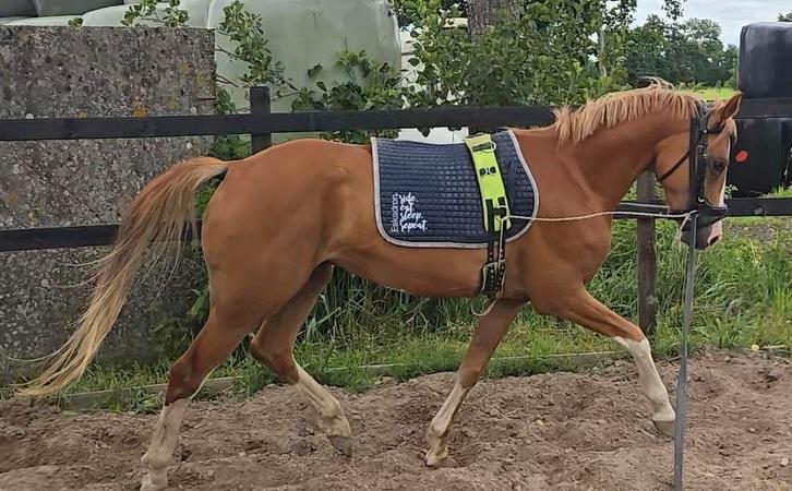 Training / zadelmak maken / verkoop, Diensten en Vakmensen, Dieren | Paarden | Verzorging, Oppas en Les, Ruiter of Bijrijder