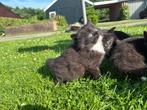 Prachtige boerderijkatjes, Dieren en Toebehoren, Katten en Kittens | Overige Katten, Kater