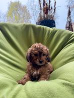 Maltipoo (Maltezer x Poedel) pups, Poedel, Nederland, CDV (hondenziekte), 8 tot 15 weken