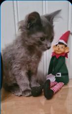 Prachtige mainecoon KATERTJE, Dieren en Toebehoren, Katten en Kittens | Raskatten | Langhaar, Meerdere dieren, Ontwormd