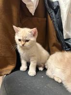 Lieve Britse Korthaar Kittens – Op Zoek naar een Warm Thuis, Poes