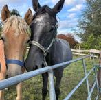 Enthousiaste verzorger/ster gezocht, Dieren en Toebehoren, Paarden en Pony's | Overige Paardenspullen, Ophalen, Nieuw, Overige soorten