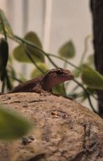Twee rouw gekkos met terrarium, Ophalen