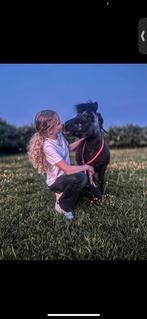 Bijrijd/verzorgpony gezocht ️, Ophalen of Verzenden, Nieuw