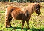 Diverse shetlandpony merries, Merrie