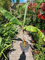 Musa 1000 fingers , musa chiliocarpa, Ophalen, Volle zon, Overige soorten, 100 tot 250 cm