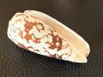 Conus Striatus Schelp - 71 mm, Verzamelen, Ophalen of Verzenden