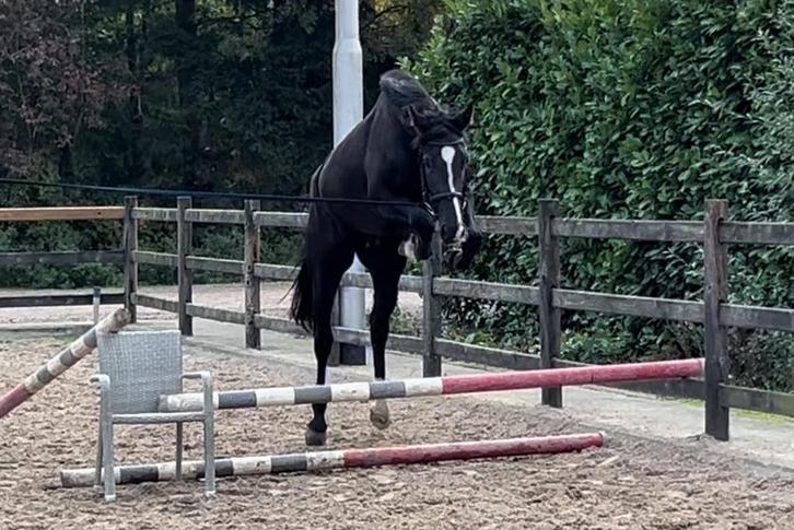 Zeer fijn 4j merrie, Dieren en Toebehoren, Paarden, Merrie, Zadelmak, 165 tot 170 cm, 3 tot 6 jaar, Springpaard, Met stamboom