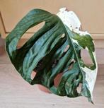 Monstera Adansonii Japanese Tricolor XL stek, Ophalen of Verzenden