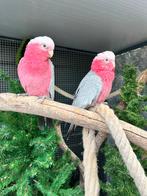 Bewezen broedkoppel rose kaketoes, Meerdere dieren, Papegaai, Geringd