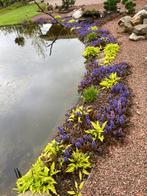 Ajuga mooie bodembedekker., Bodembedekkers, Lente, Ophalen, Volle zon