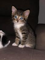 Lieve sociale speelse kittens, Dieren en Toebehoren, Katten en Kittens | Overige Katten, Meerdere dieren