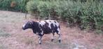 texelaar lammeren en rammen, Dieren en Toebehoren, Meerdere dieren, Schaap, 0 tot 2 jaar