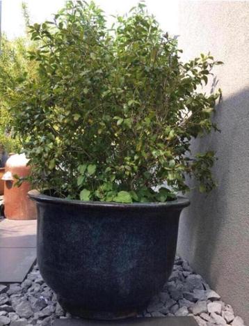 Grote zwart blauw geglazuurde bloempotten 60 en 90cm beschikbaar voor biedingen